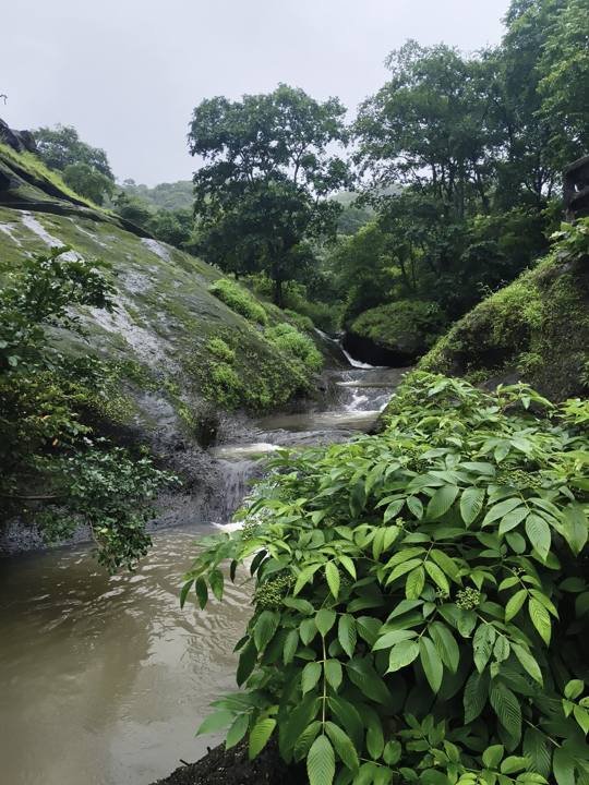 Kanheri Forest Stream, Mumbai